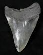 Megalodon Tooth - River in Georgia #18914-2